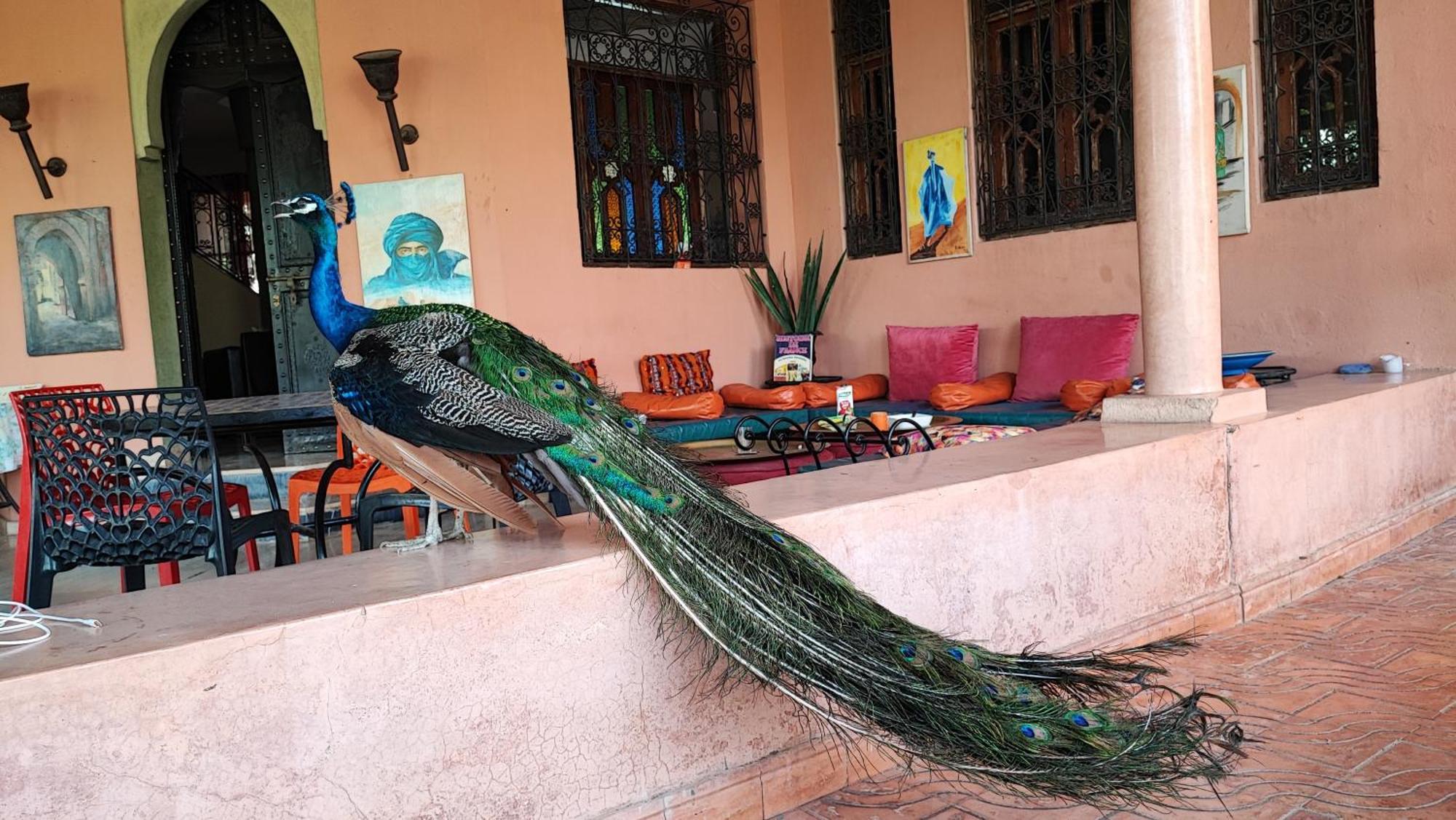 Las Palmeras Guest House Douar Caïd Layadi Екстериор снимка